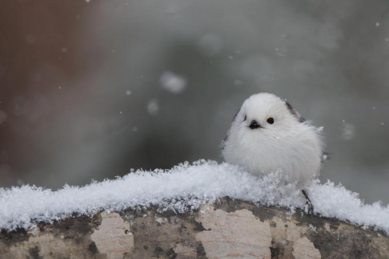 師走に入り……